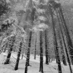 ARBRE SOOUS LA NIEGE, TITISEE, FORÊT NOIRE, ALLEMAGNE