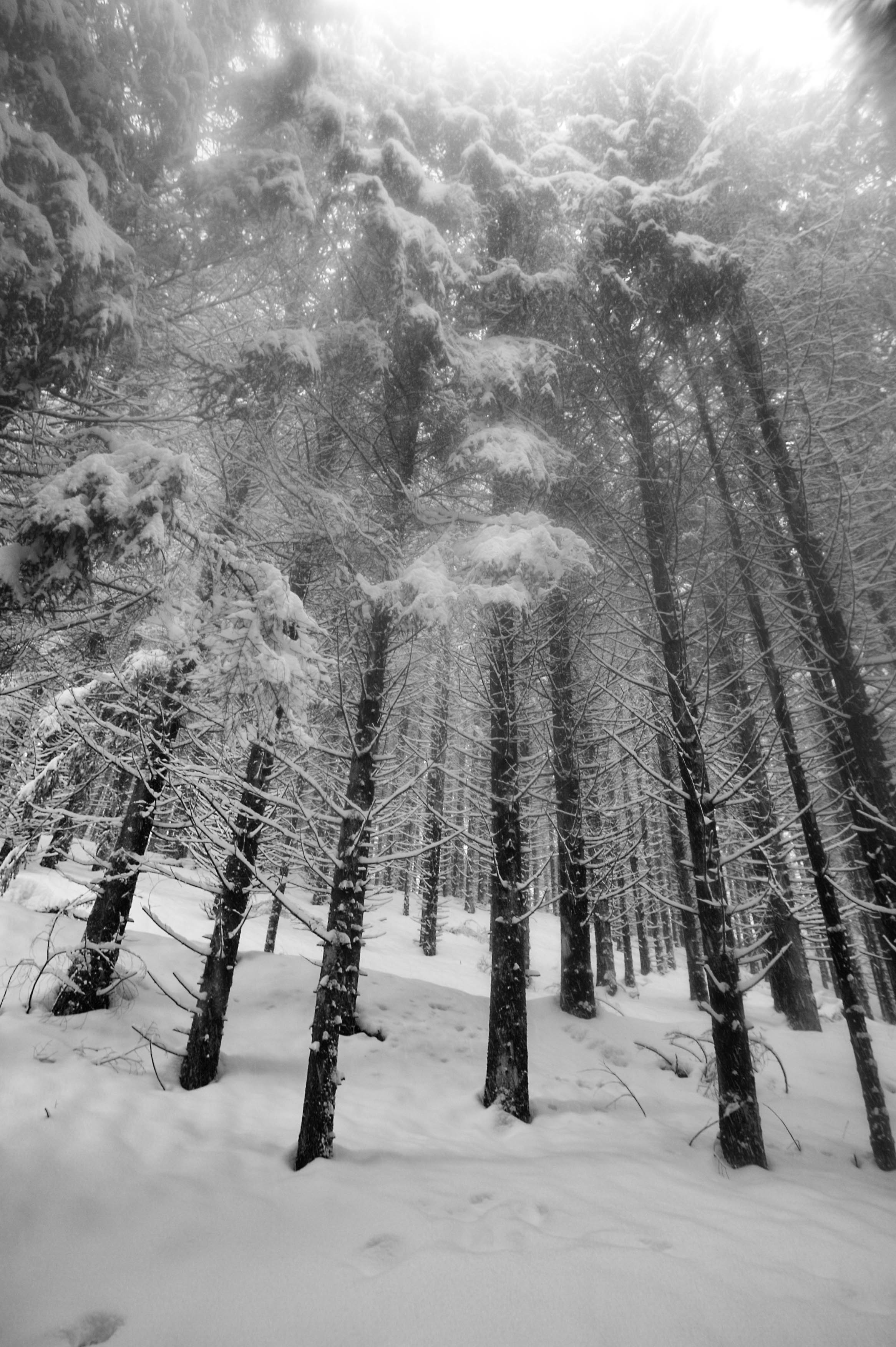 ARBRE SOOUS LA NIEGE, TITISEE, FORÊT NOIRE, ALLEMAGNE