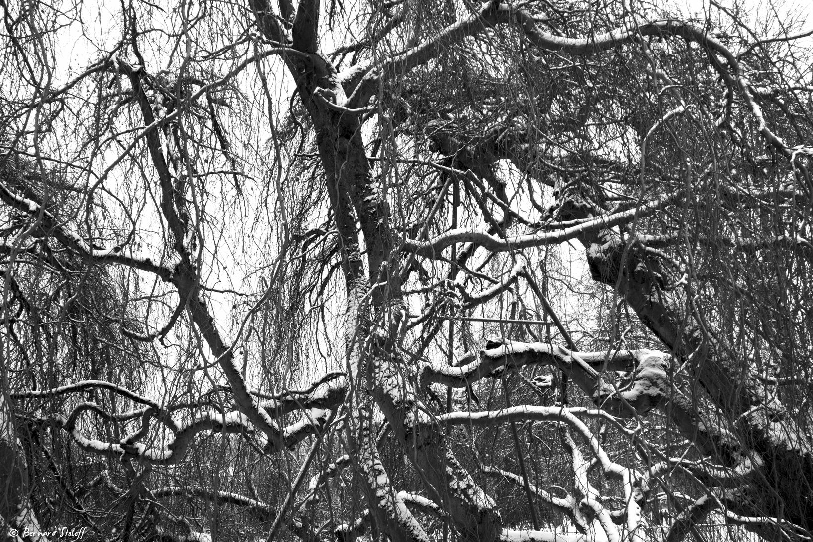 PHOTOGRAPHIER L'ARBRE CENTENAIRE, BADEN BADEN,ALLEMAGNE