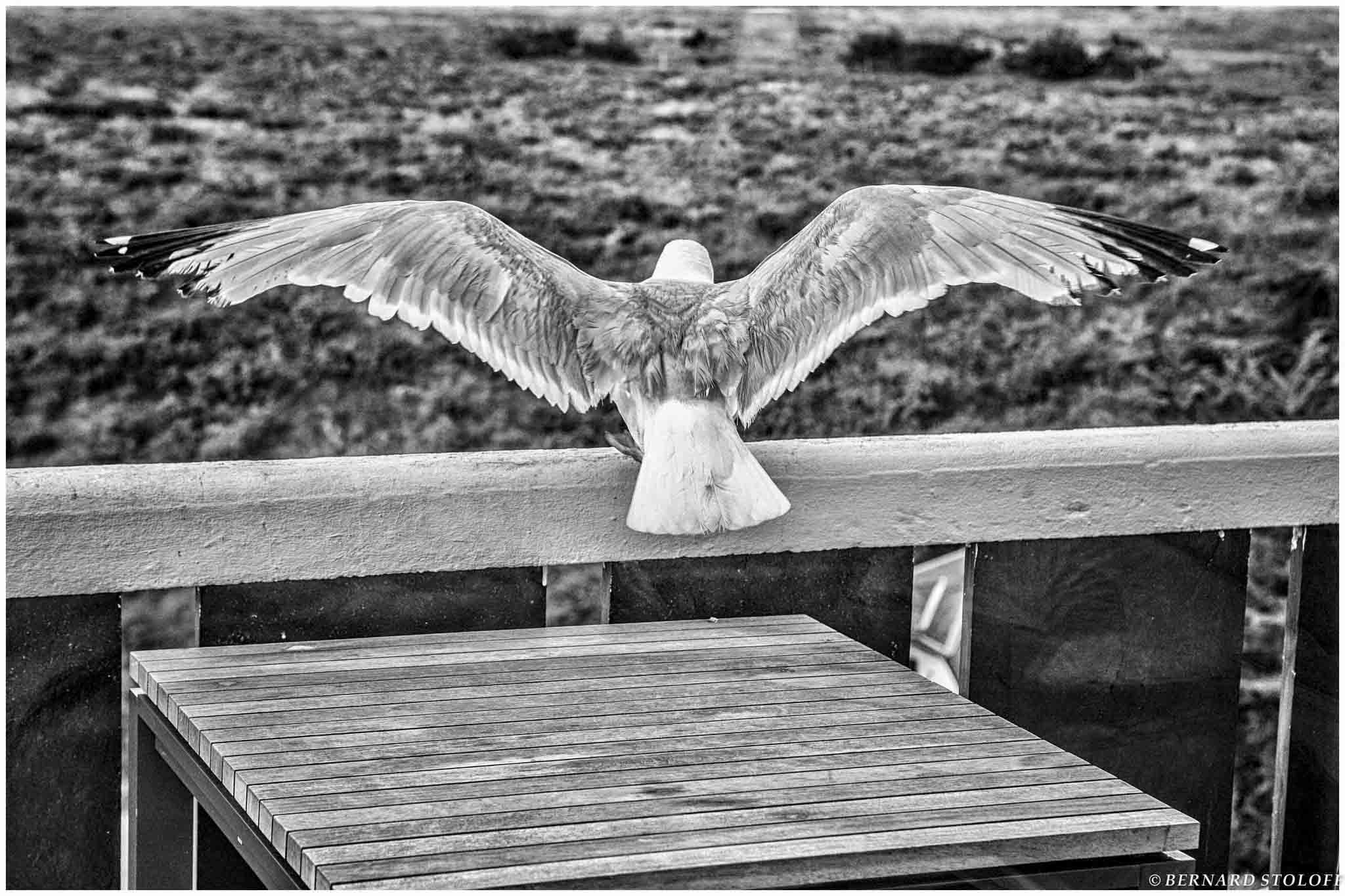 PHOTOGRAPHIER GOELAND, BELLE ÎLE EN MER, BRETAGNE