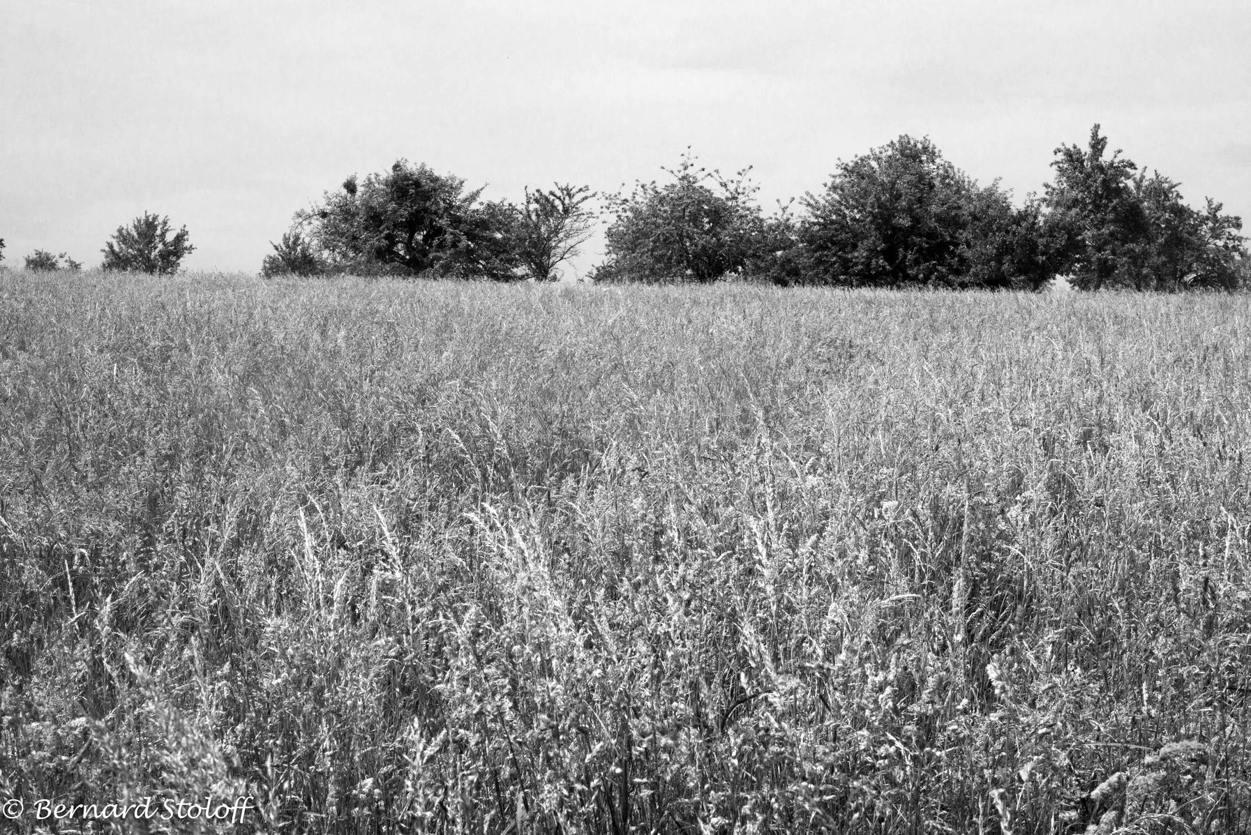 PHOTGRAPHIER LE BLÉ, MARMOUTIER, ALSACE