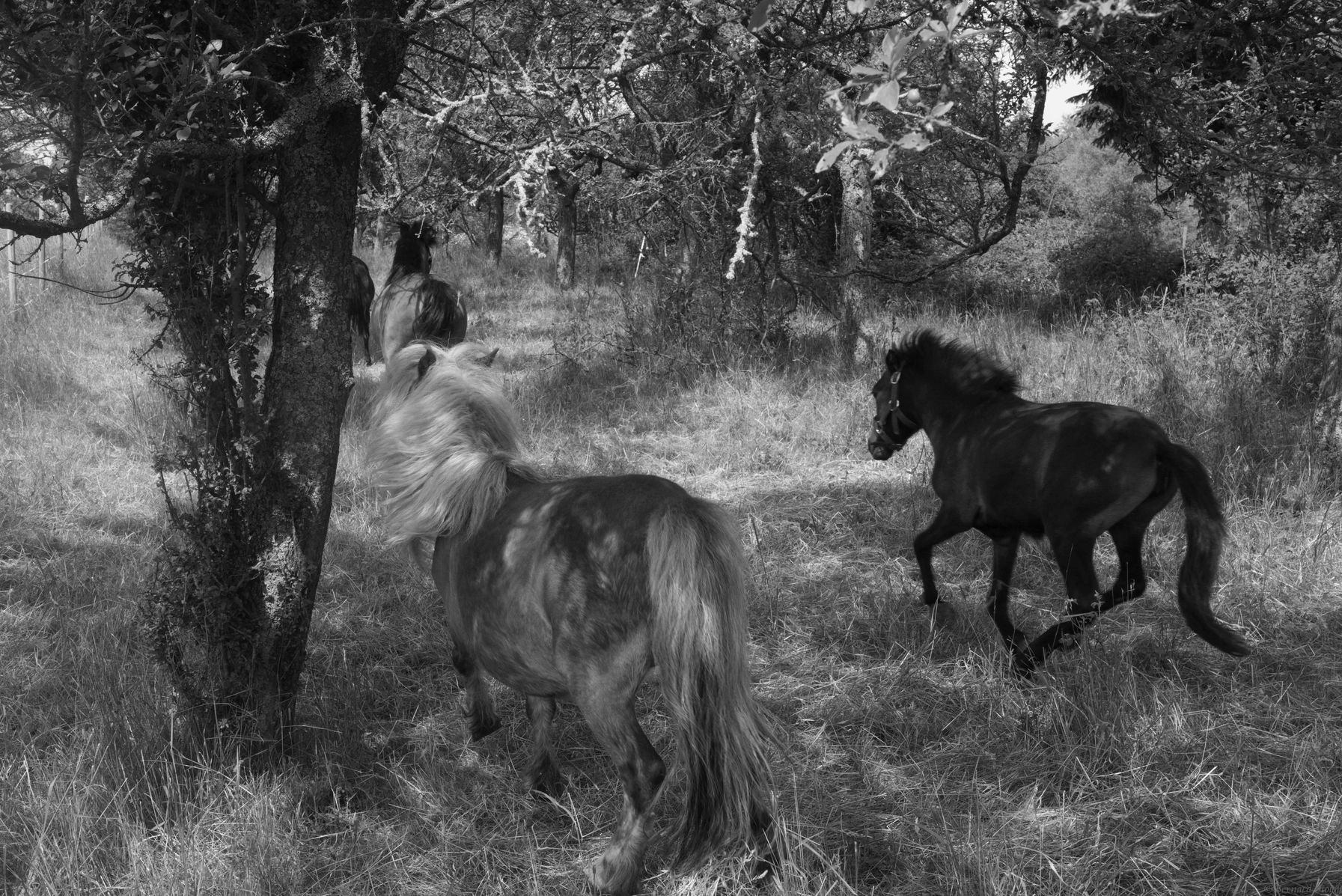 PHOTOGRAPHIER LES PONETTES, MARMOUTIER, ALSACE