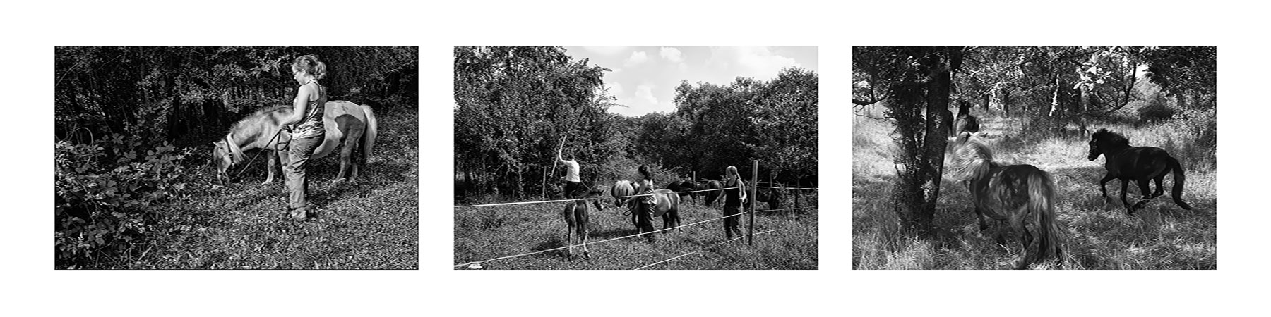 Les poneytes (ÉTHOLOGIE-CNRS STRASBOURG)